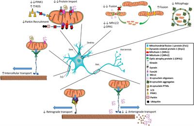 Intracellular and Intercellular Mitochondrial Dynamics in Parkinson’s Disease